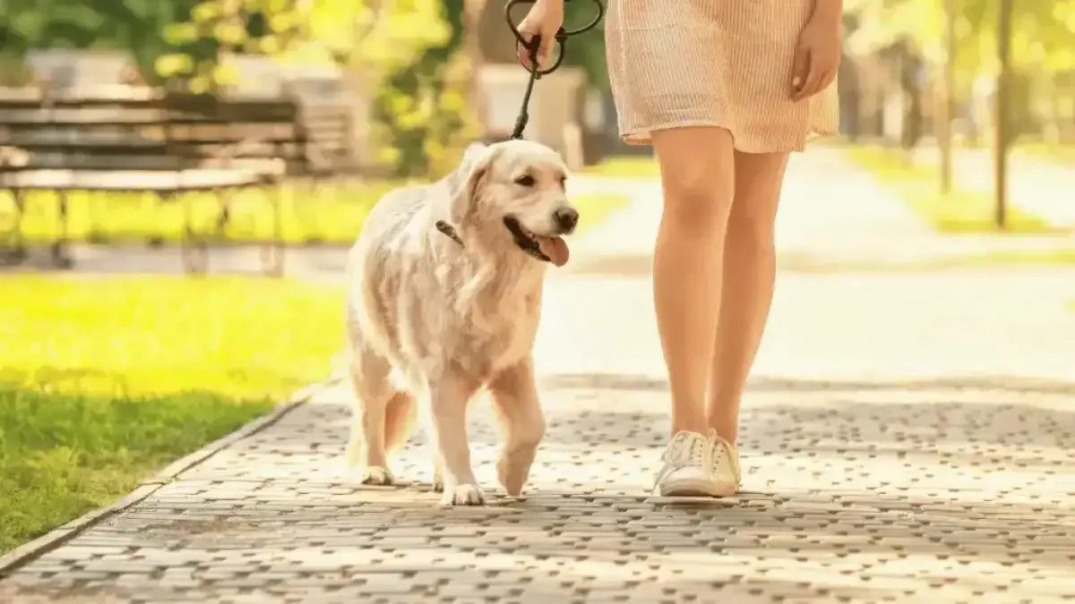 Quem tem lesão no menisco pode fazer caminhada